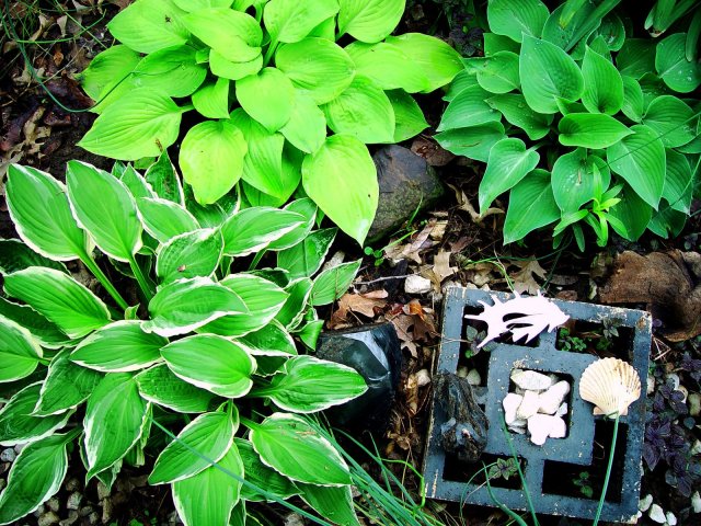 Garden Thyme-Hostas, Mason City, and Frank Lloyd&nbsp;Wright