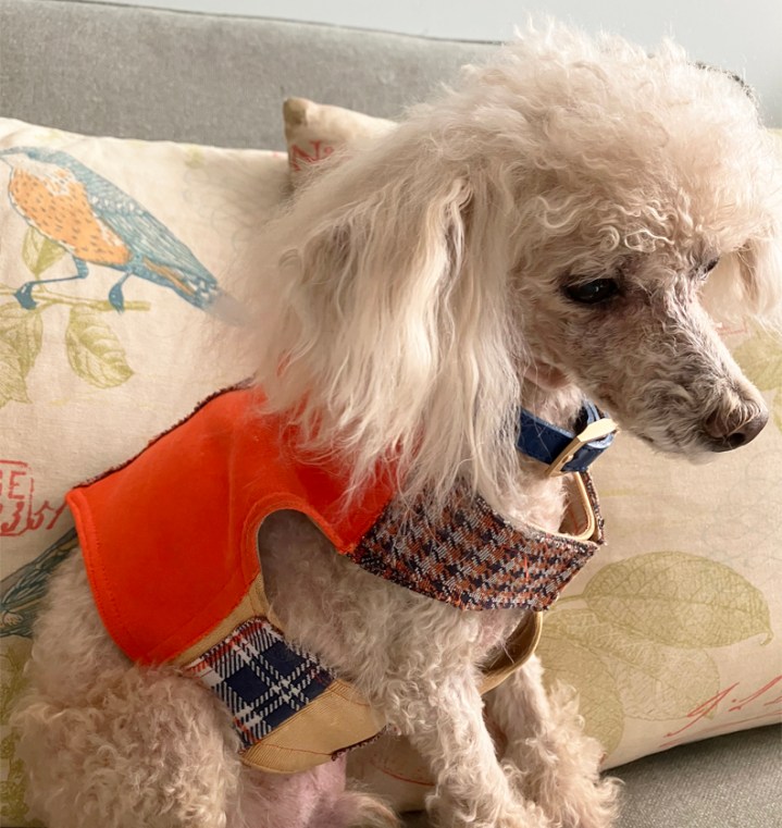 Sewing For Small Dogs, McCalls 5998, and&nbsp;FABSCRAP